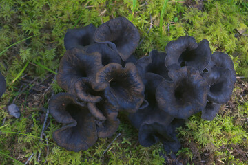 Craterellus cornucopioides or horn of plenty Black trumpets on the forest floor.