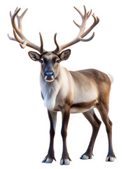 A majestic reindeer stands proudly with impressive antlers, showcasing its strength and beauty in the wild isolated on transparent background