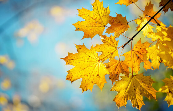 Autumn yellow maple leaves on a blurred forest background, very shallow focus. Colorful foliage in the autumn park. Excellent background on the theme of autumn.