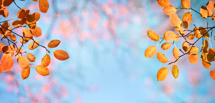 Red and orange autumn leaves on the branches against the background of the turquoise sky. Very shallow focus. Colorful foliage in the autumn forest. Excellent panoraamic background on autumn theme.