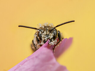 mit Pollen bedeckte Wildbiene