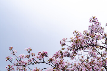 Isolated blooming cherry blossoms on blue grey background