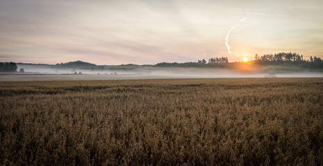 Foggy august morning on Swedish wheat field