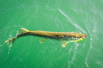 Summer pike fishing in Swedish lake