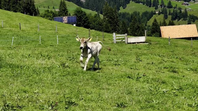funny cow calf running happy on the meadow towards the camera in scenic alpine pasture scenery with bells audio