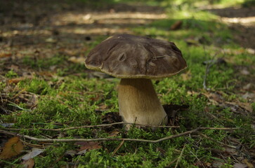 Boletus on the path