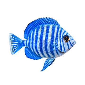 recommend clip art: Glossy blue tang fish with striking stripes isolated on transparent background 