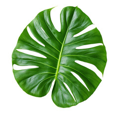 Large philodendron leaf top view with distinct split edges isolated on transparent background 