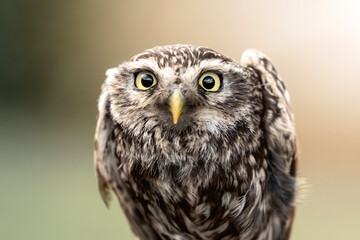 Cute little owl portrait looking angry bird 