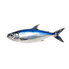 Fototapeta premium Shimmering sardine fish with metallic silver and blue hues isolated on transparent background 