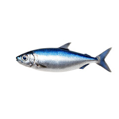 Fototapeta premium Shimmering sardine fish with metallic silver and blue hues isolated on transparent background 
