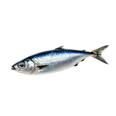 Shimmering sardine fish with metallic silver and blue hues isolated on transparent background 
