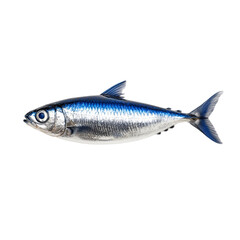 Fototapeta premium Shimmering sardine fish with metallic silver and blue hues isolated on transparent background 