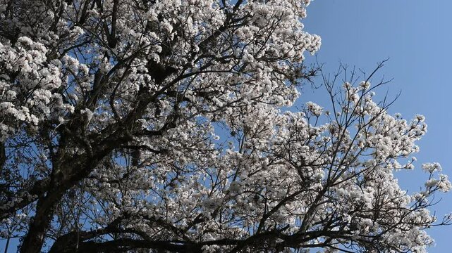white ip&ecirc; flowering tree rm blue sky day