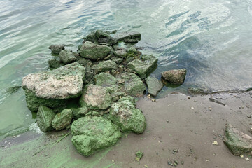 Water pollution by blooming blue-green Cyanobacteria algae. Ecological crisis. Swampy polluted river water. Ecology concept of polluted nature