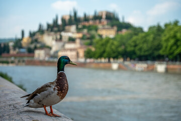 Verona, Italy - June 06, 2024: Duck in the downtown of Verona. Adige river on the background.