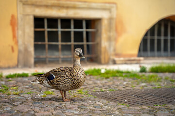 Verona, Italy - June 06, 2024: Duck on a stone road.