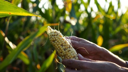 Close up to female hands of a farmer peeling ripe cob of corn at green meadow. Adult arms of...