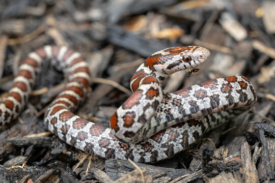 close up of a milk snake