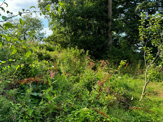 A lush, green garden area is filled with various plants and trees. Pink flowers are sporadically scattered among the dense foliage, adding vibrant spots of color to the green scenery in, Mirfield, UK