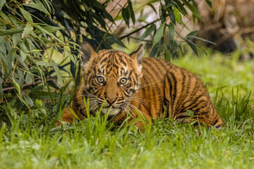 Sumatran tiger cub