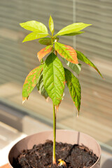 Potted young Avocado Persea americana homegrown plant with sick leaves turning brown detail