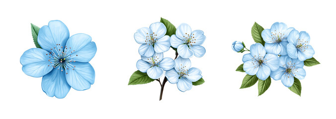 Set of blooming light blue cherry blossoms isolated on a transparent background, ideal for spring and Easter designs