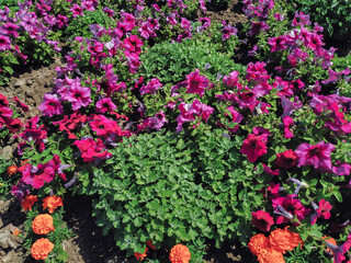 Bushes of red petunias and black-brown flowers grow in the flowerbed. Natural summer plants.