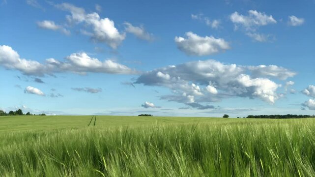 Wheat field on blue sky by harvest