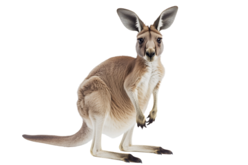 front view of a kangaroo standing isolated on transparent background