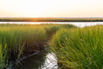 Avalon, New Jersey - The salt marsh in between Avalon New Jersey and Cape May National Wildlife...