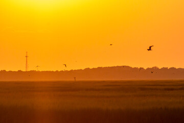 Shore Birds flying in the salt marsh in between Avalon, New Jersey and the Cape May National Wildlife Refuge at Sunset or golden hour