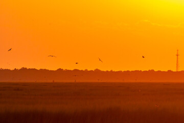 Shore Birds flying in the salt marsh in between Avalon, New Jersey and the Cape May National Wildlife Refuge at Sunset or golden hour