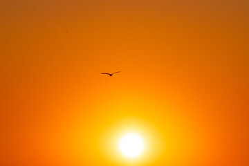 Shore Birds flying in the salt marsh in between Avalon, New Jersey and the Cape May National Wildlife Refuge at Sunset or golden hour
