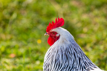 Hahn - Gockel - stolz - Henne - Bauernhof - freilaufend