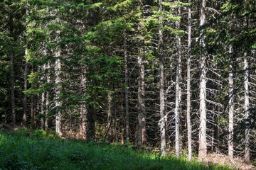 Landscape of Rila Mountain near Malyovitsa peak, Bulgaria