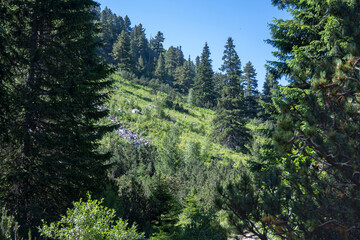 Fototapeta premium Landscape of Rila Mountain near Malyovitsa peak, Bulgaria