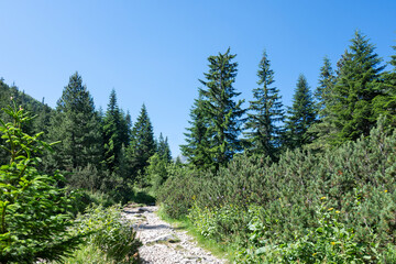 Fototapeta premium Landscape of Rila Mountain near Malyovitsa peak, Bulgaria