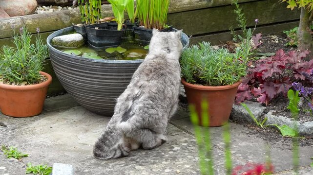 close-up of a beautiful grey striped female British shorthair cat taking a long drink from a garden water pot