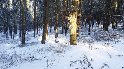 Much trees with snow in winter forest. Nature background.