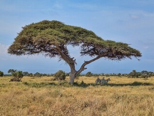 Zebras roam the open savanna of the Serengeti, Tanzania, under a clear blue sky.