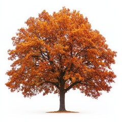 A large tree with orange leaves stands alone on a white background