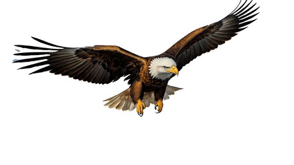 Naklejka premium American bald eagle on transparency background PNG