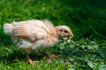 Young chick