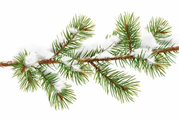 Obraz premium Winter's Embrace on a Pine Branch