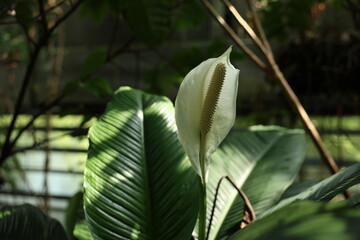 botanical garden, greenhouse, tropical plants, exotic leaves, green foliage, nature, environment, tropical garden, plant close-up, lush greenery, indoor plants, nature photography