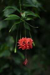 botanical garden, greenhouse, tropical plants, exotic leaves, green foliage, nature, environment, tropical garden, plant close-up, lush greenery, indoor plants, nature photography