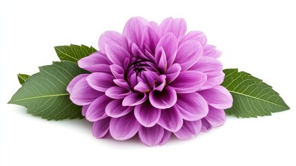 Obraz premium Purple Dahlia with Green Leaves