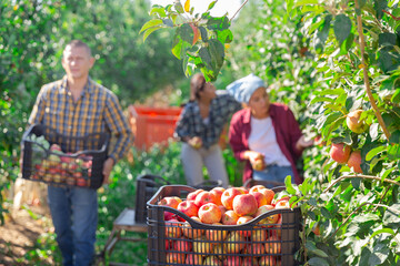 Fototapeta premium Freshly picked ripe sweet apples in plastic boxes in farm garden on background of peoples harvesting fruits on summer day