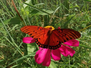 mariposa